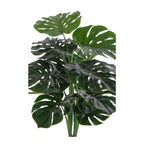 Monstera — Green
