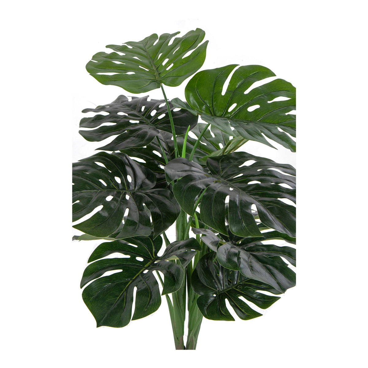 Monstera — Green