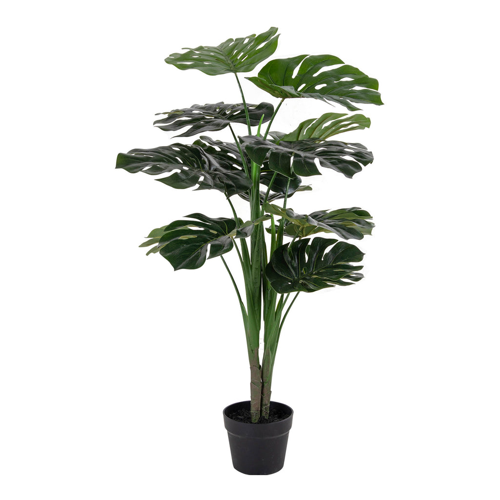 Monstera — Green
