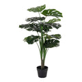 Monstera — Green