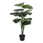 Monstera — Green