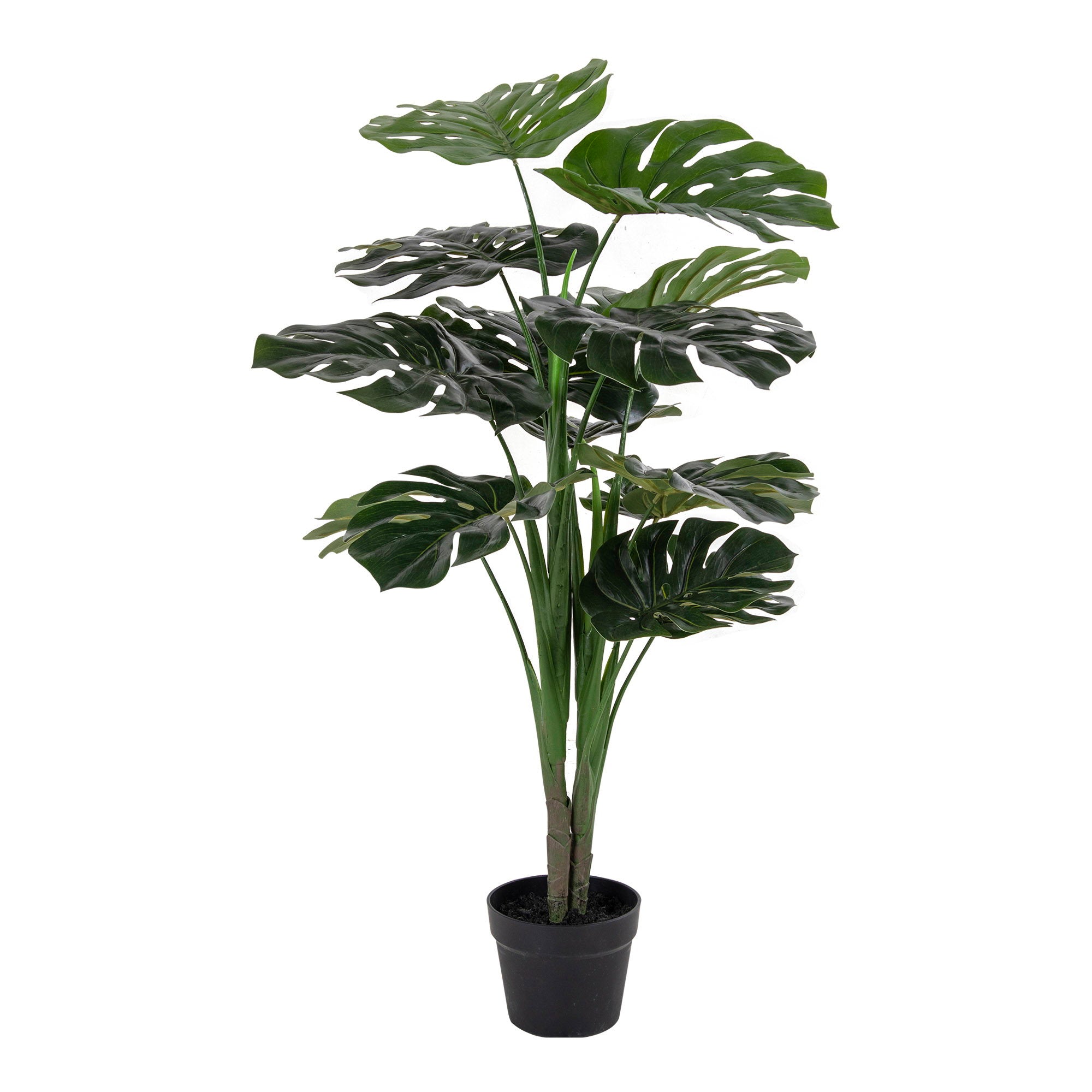Monstera — Green