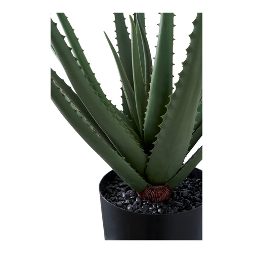 Aloe Vera — Green