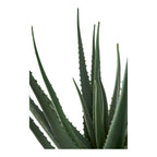 Aloe Vera - Artificial plant, green H:51 cm