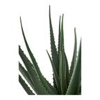 Aloe Vera — Green