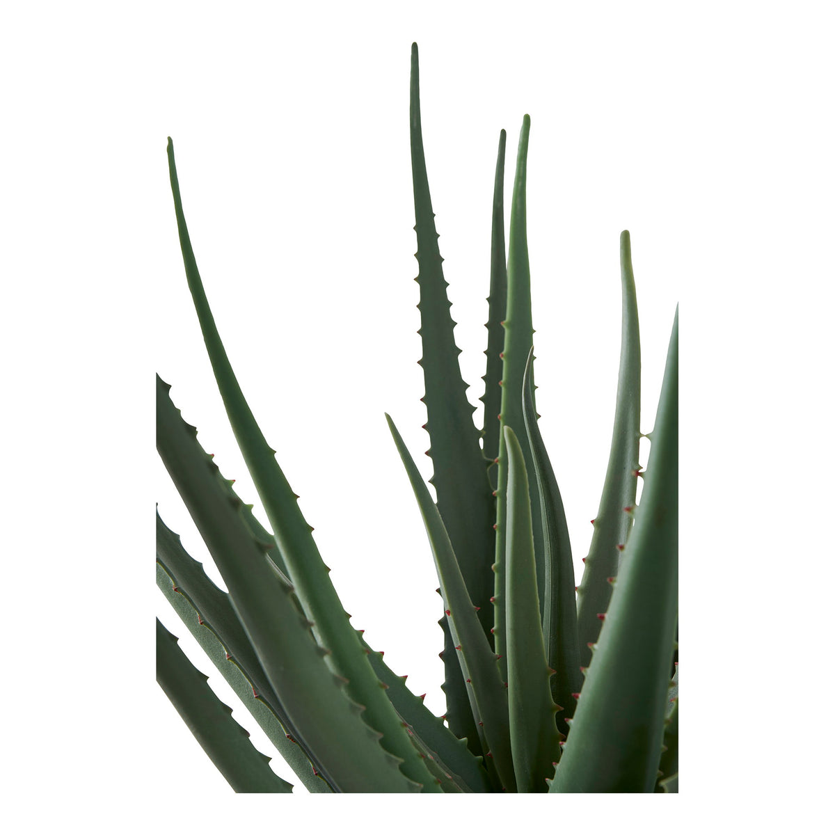 Aloe Vera — Green