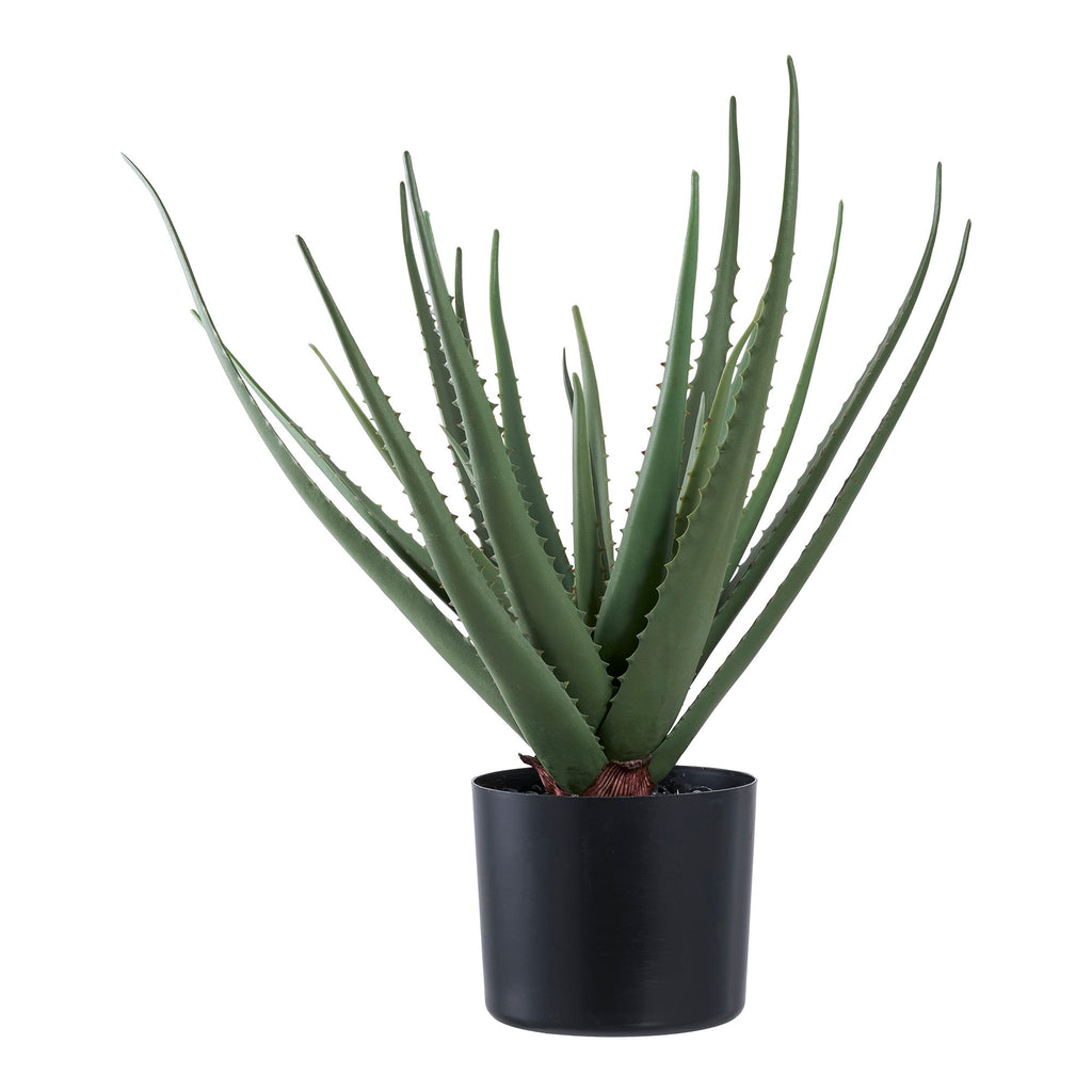 Aloe Vera — Green