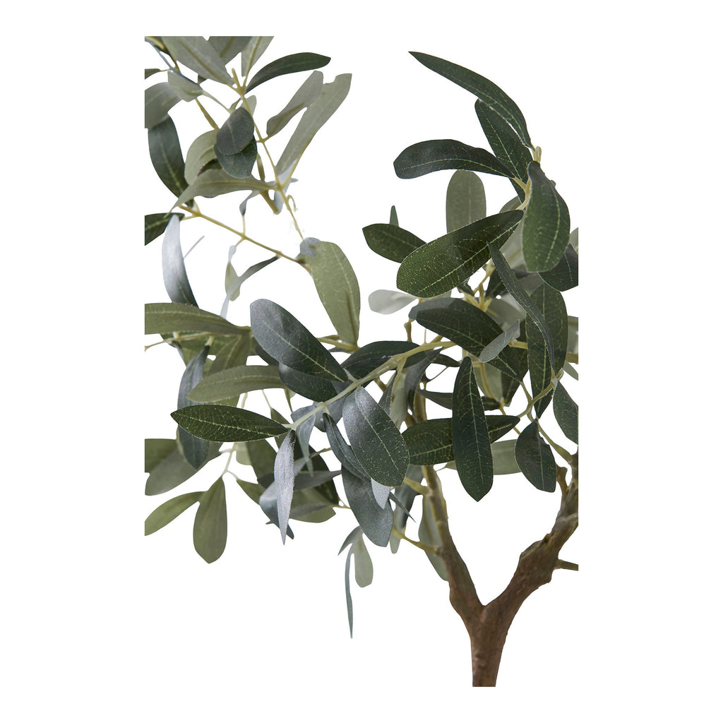 Olive Tree — Green
