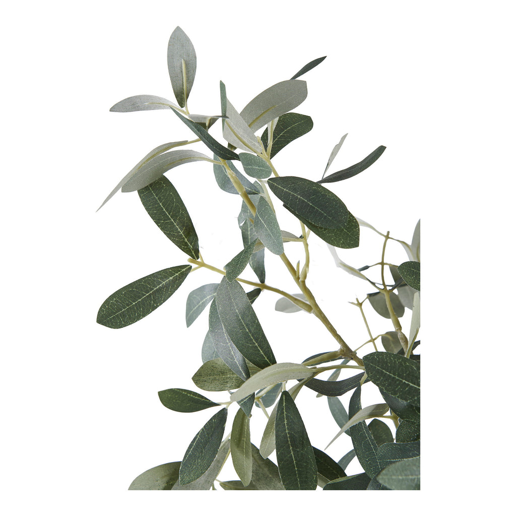 Olive Tree — Green