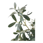 Olive Tree — Green