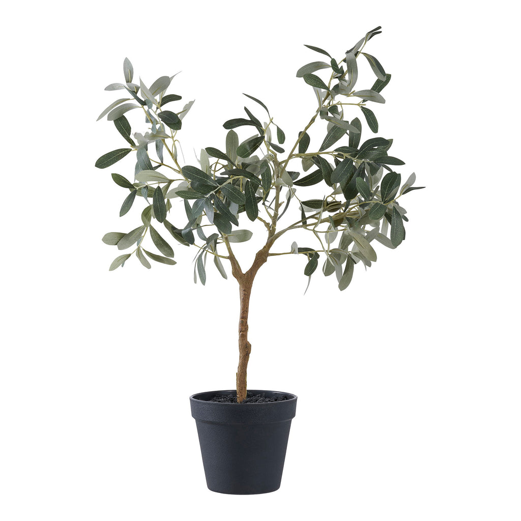 Olive Tree — Green