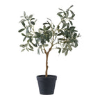 Olive Tree — Green