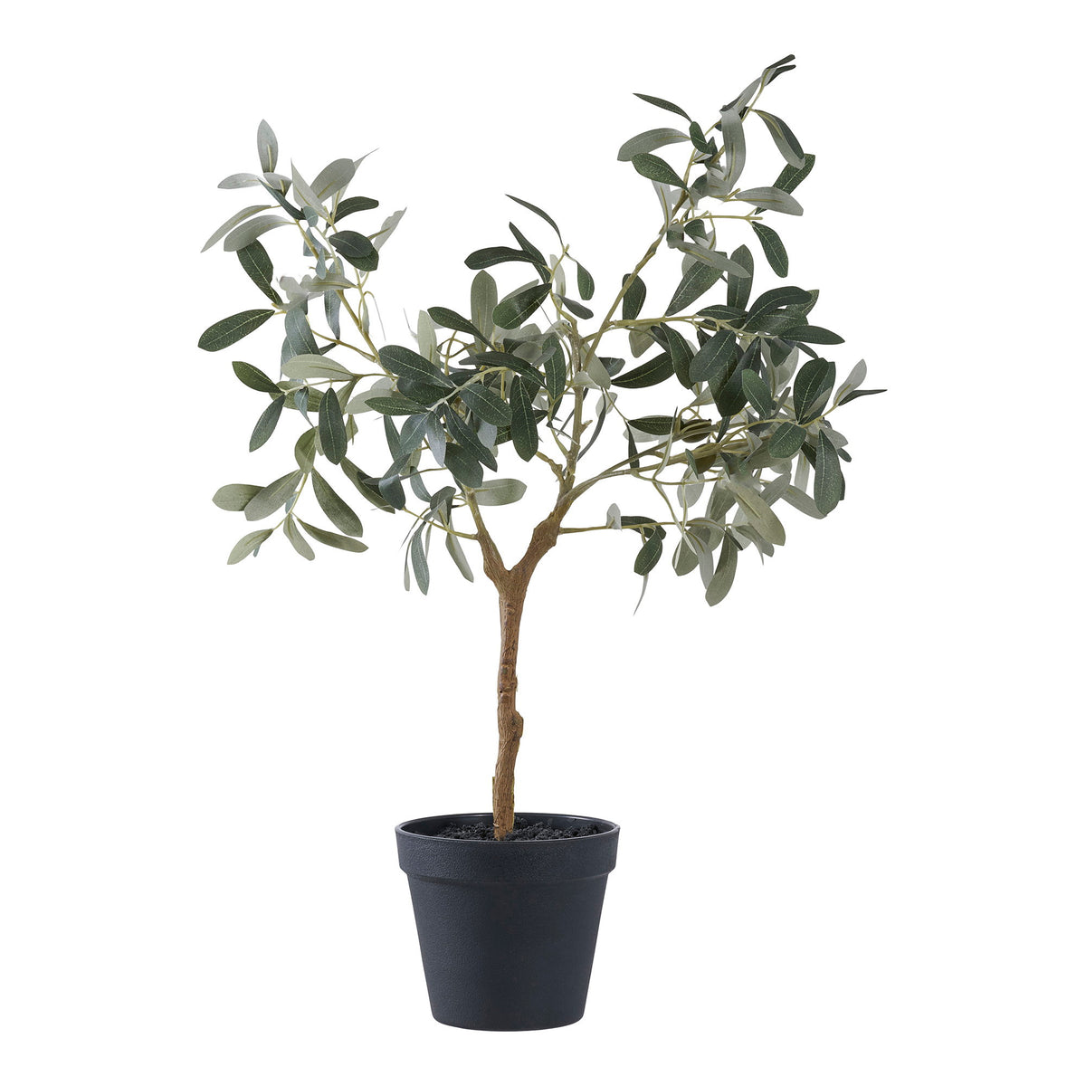 Olive Tree — Green