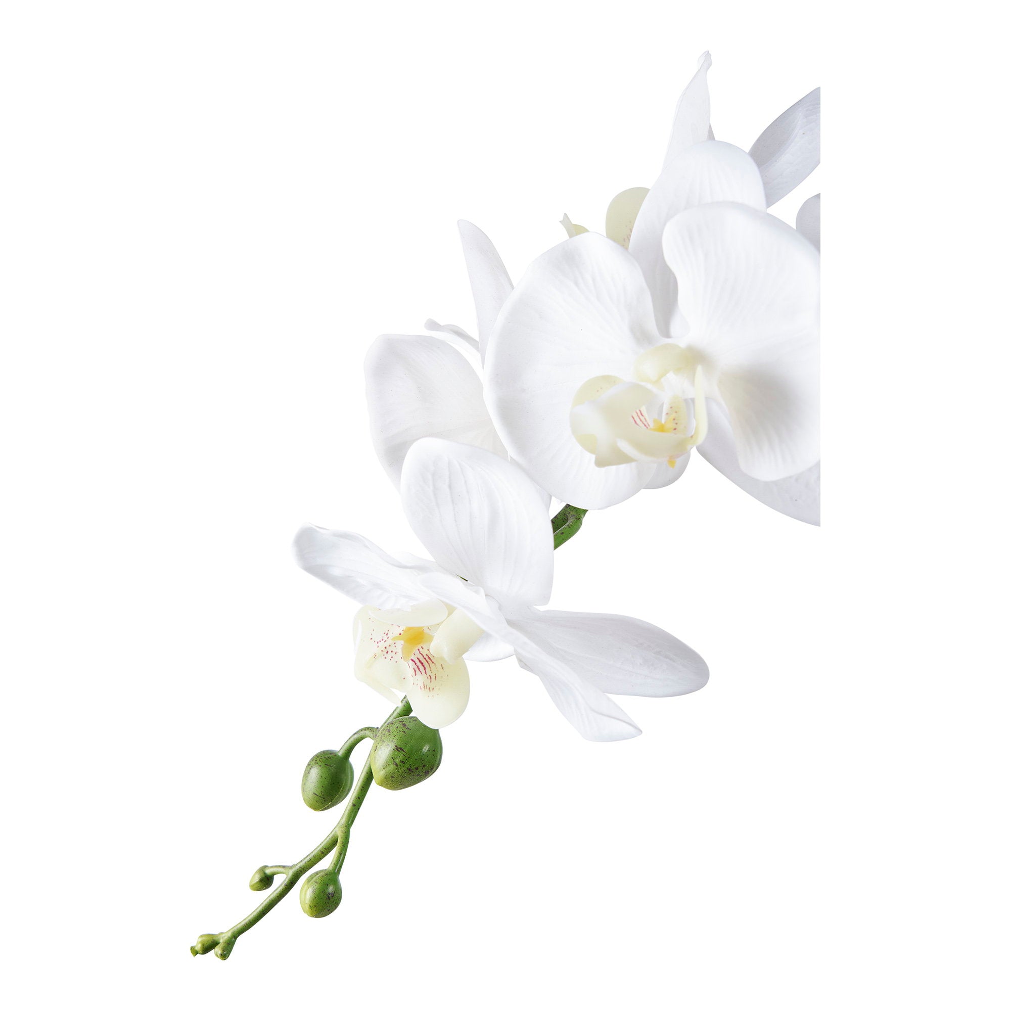 Orchid — Green / White