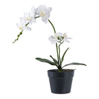 Orchid — Green / White