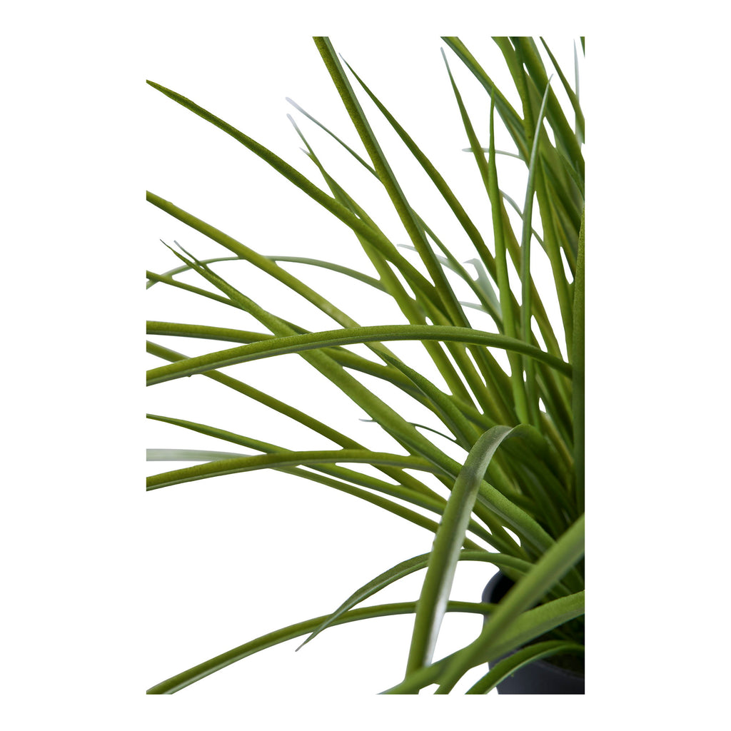 Grass — Green