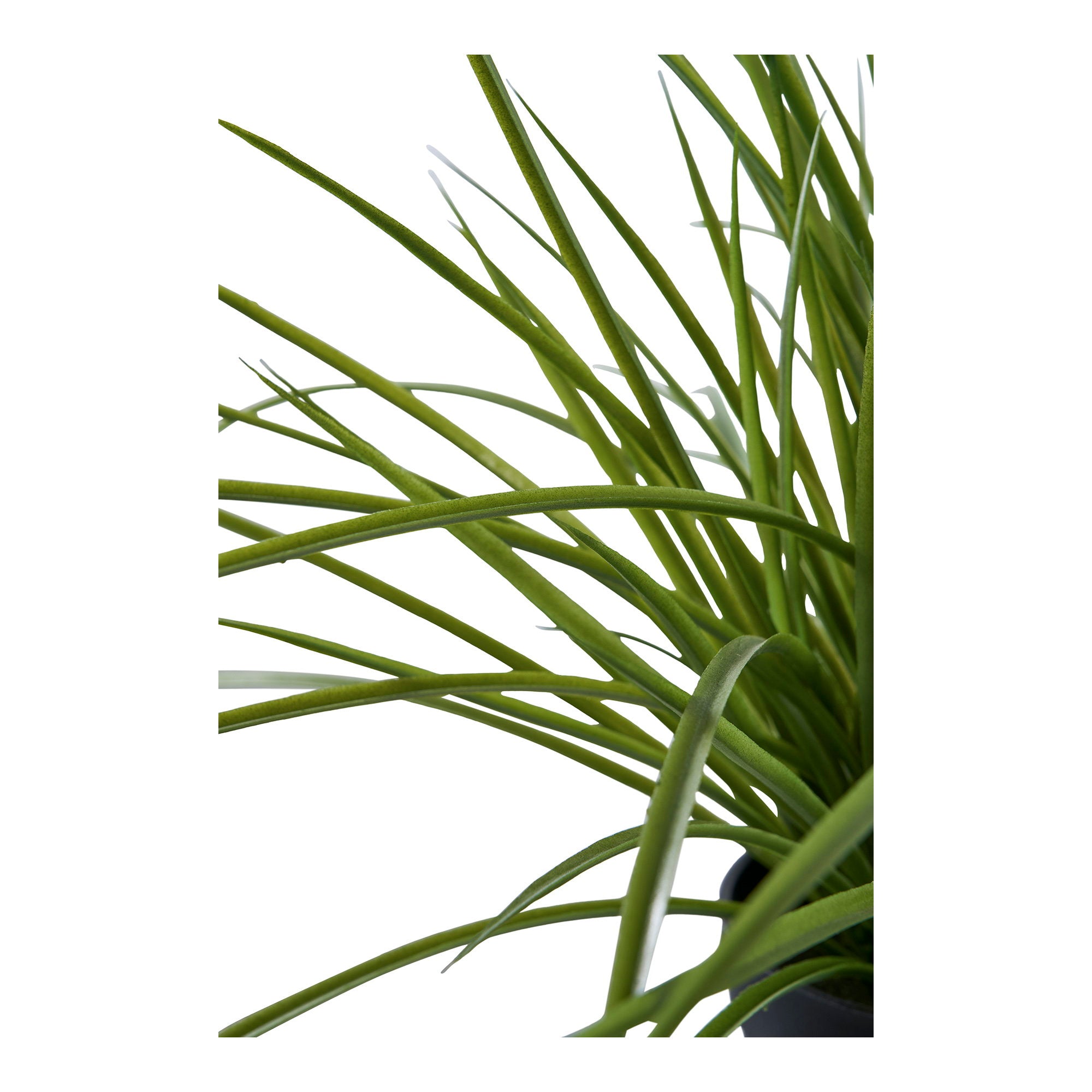 Grass — Green
