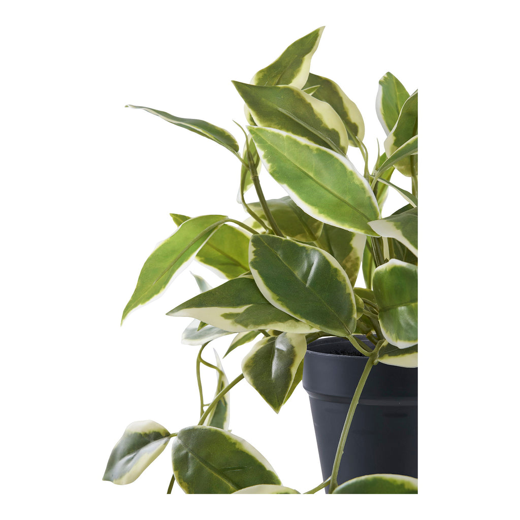 Hoya Carnosa — Green