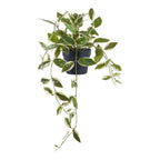 Hoya Carnosa — Green
