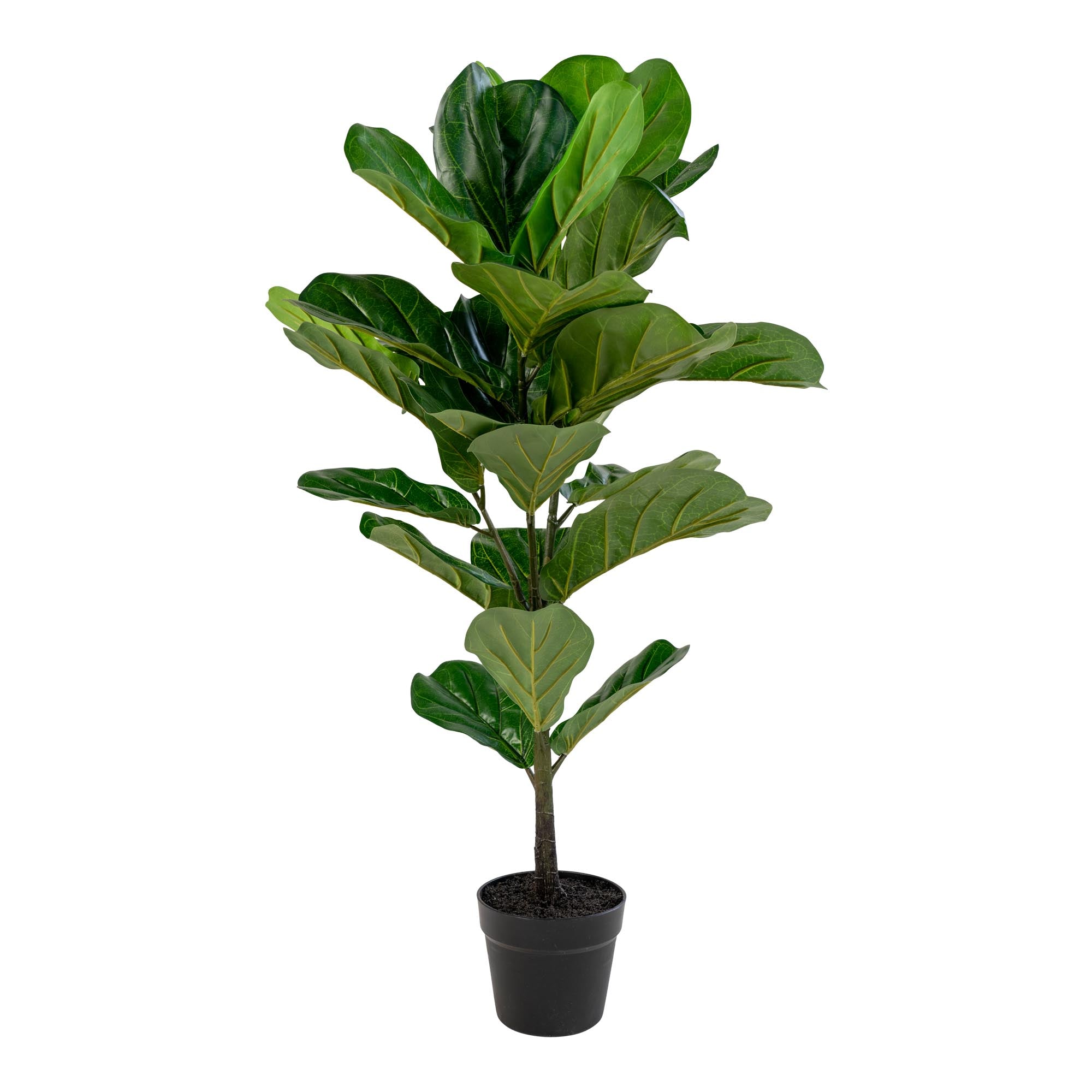 Fiddle Leaf Tree — Green