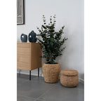 Eucalyptus Tree — Green
