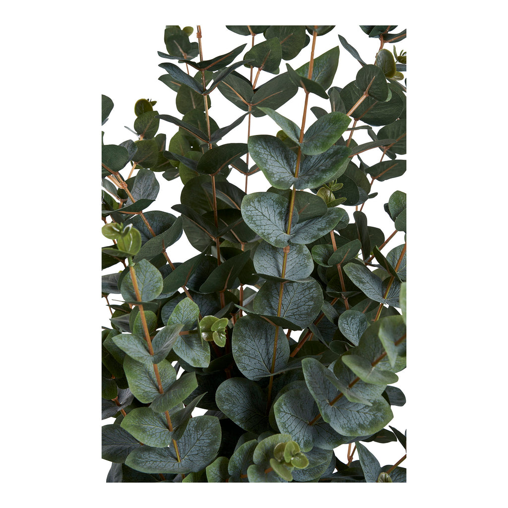 Eucalyptus Tree — Green