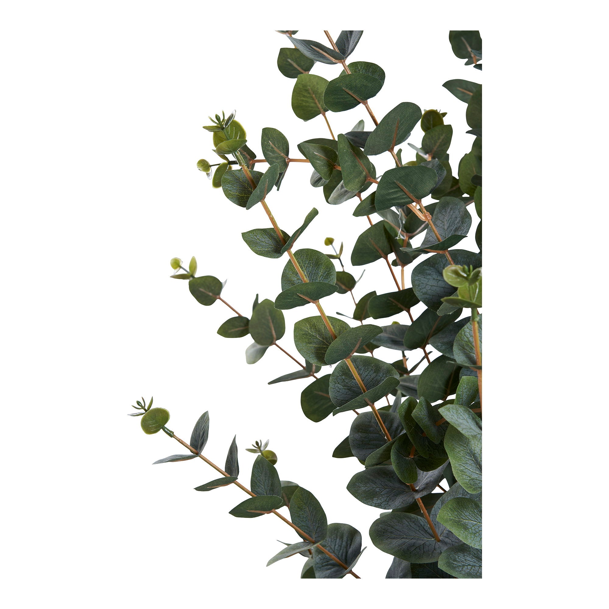 Eucalyptus Tree — Green