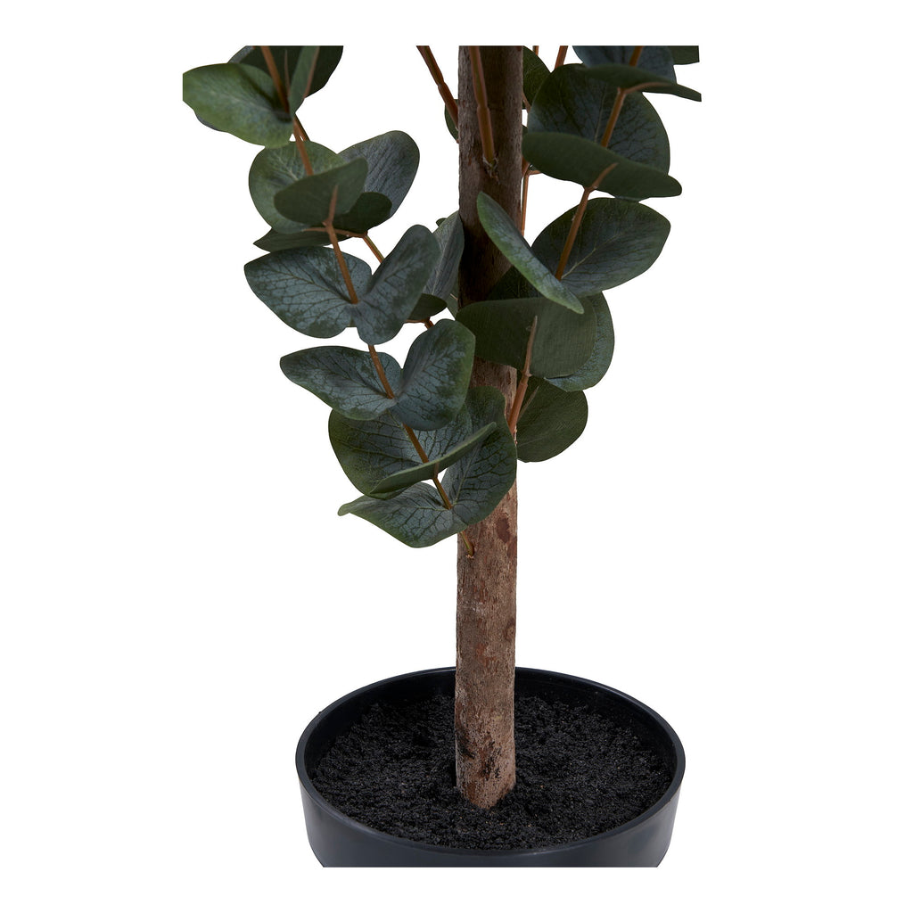 Eucalyptus Tree — Green