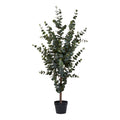 Eucalyptus Tree — Green
