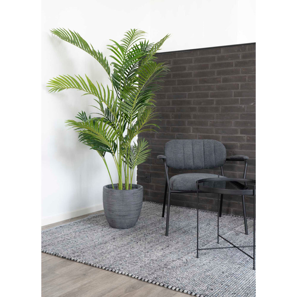 Areca Palm — Green