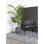 Areca Palm — Green