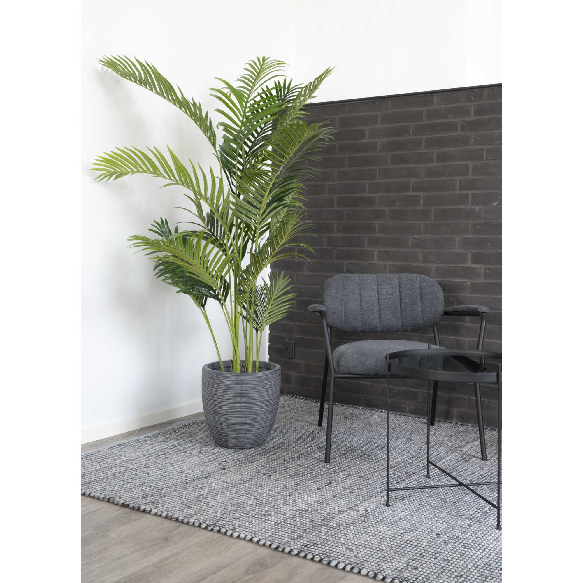 Areca Palm — Green