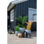 Areca Palm — Green