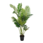 Areca Palm — Green