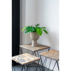 Monstera — Green