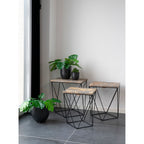 Monstera — Green