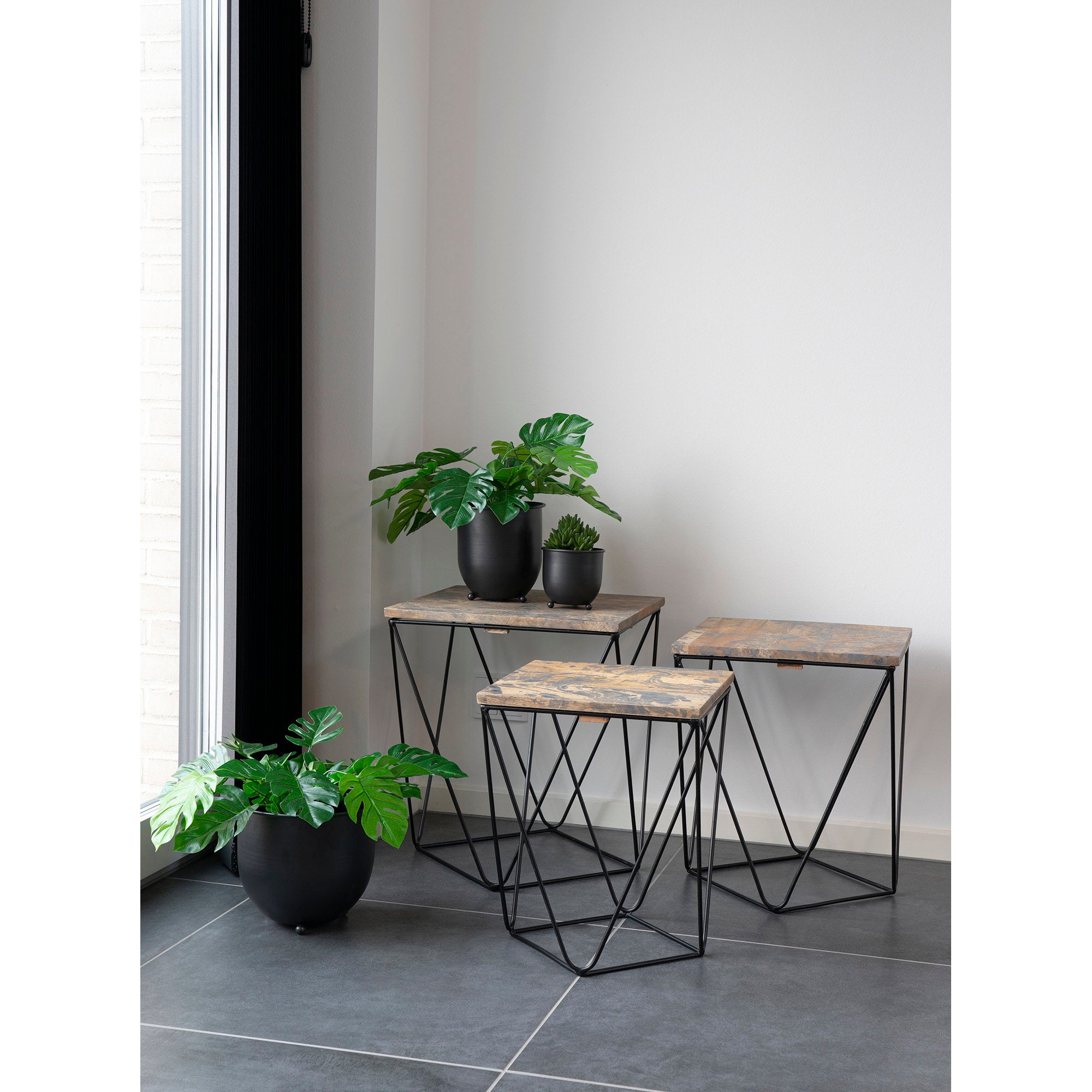 Monstera — Green