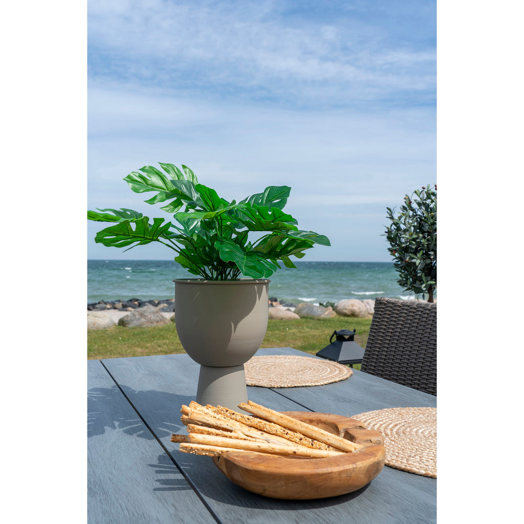 Monstera — Green