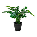 Monstera — Green