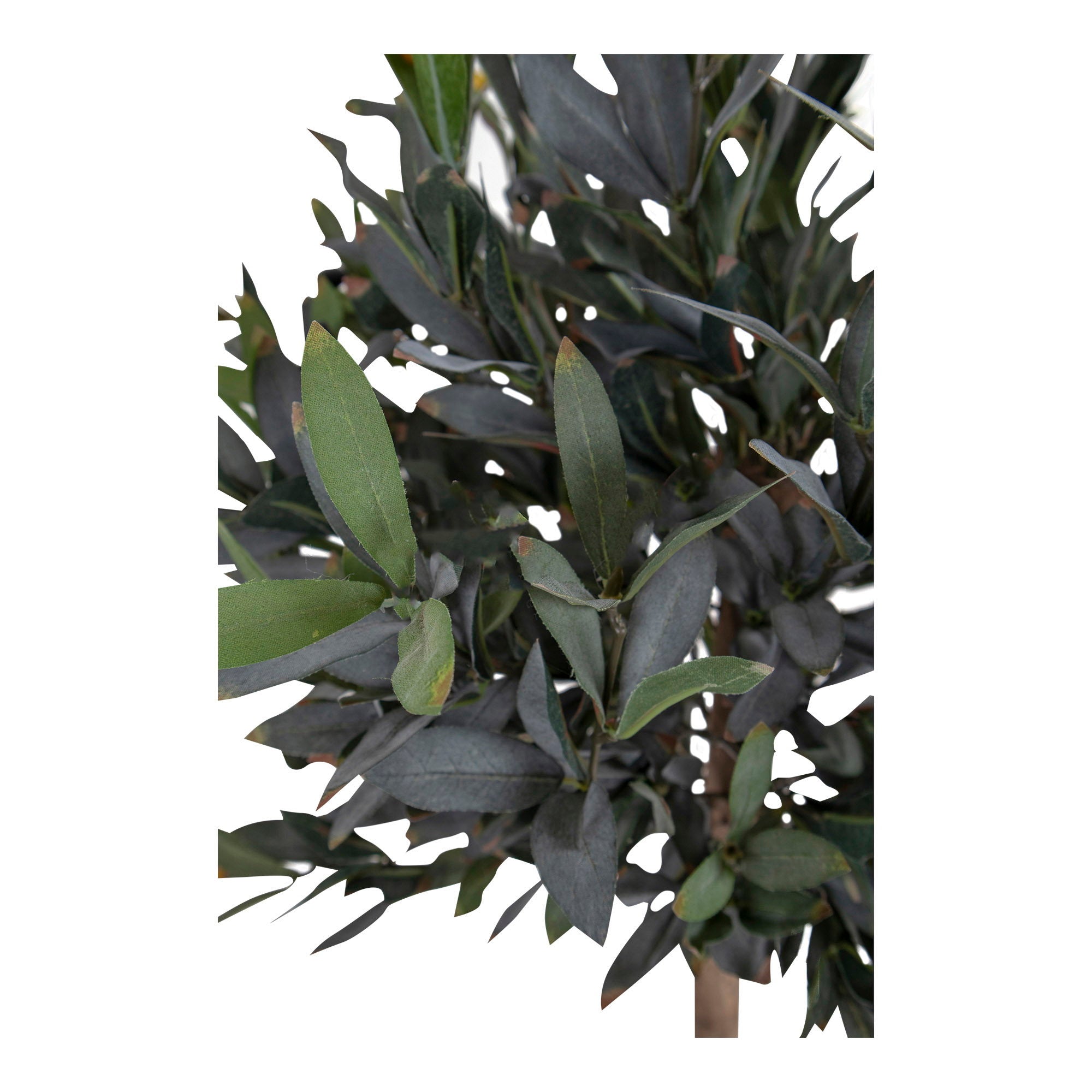 Olive Tree — Green