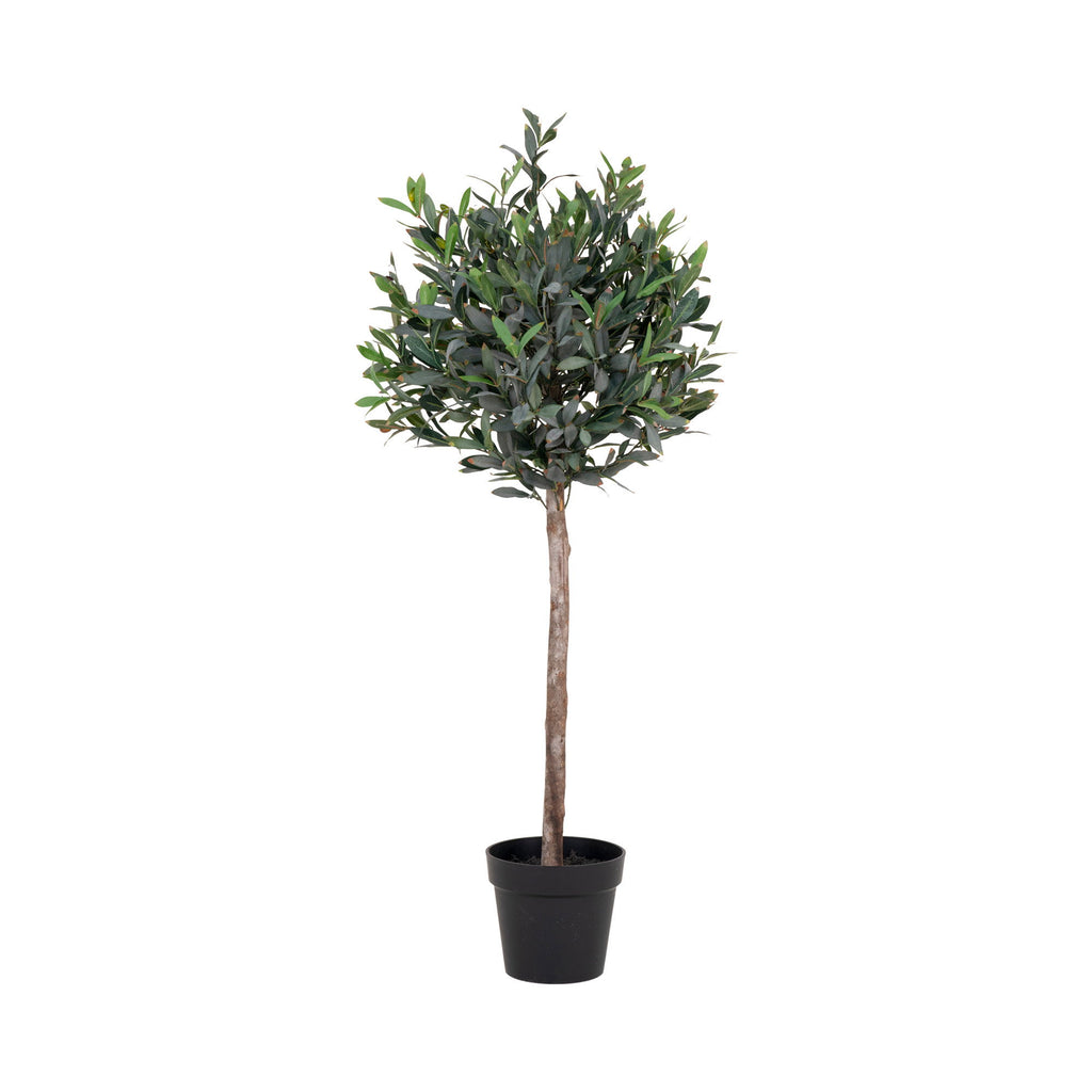 Olive Tree — Green