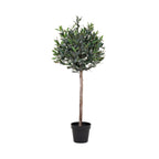Olive Tree — Green