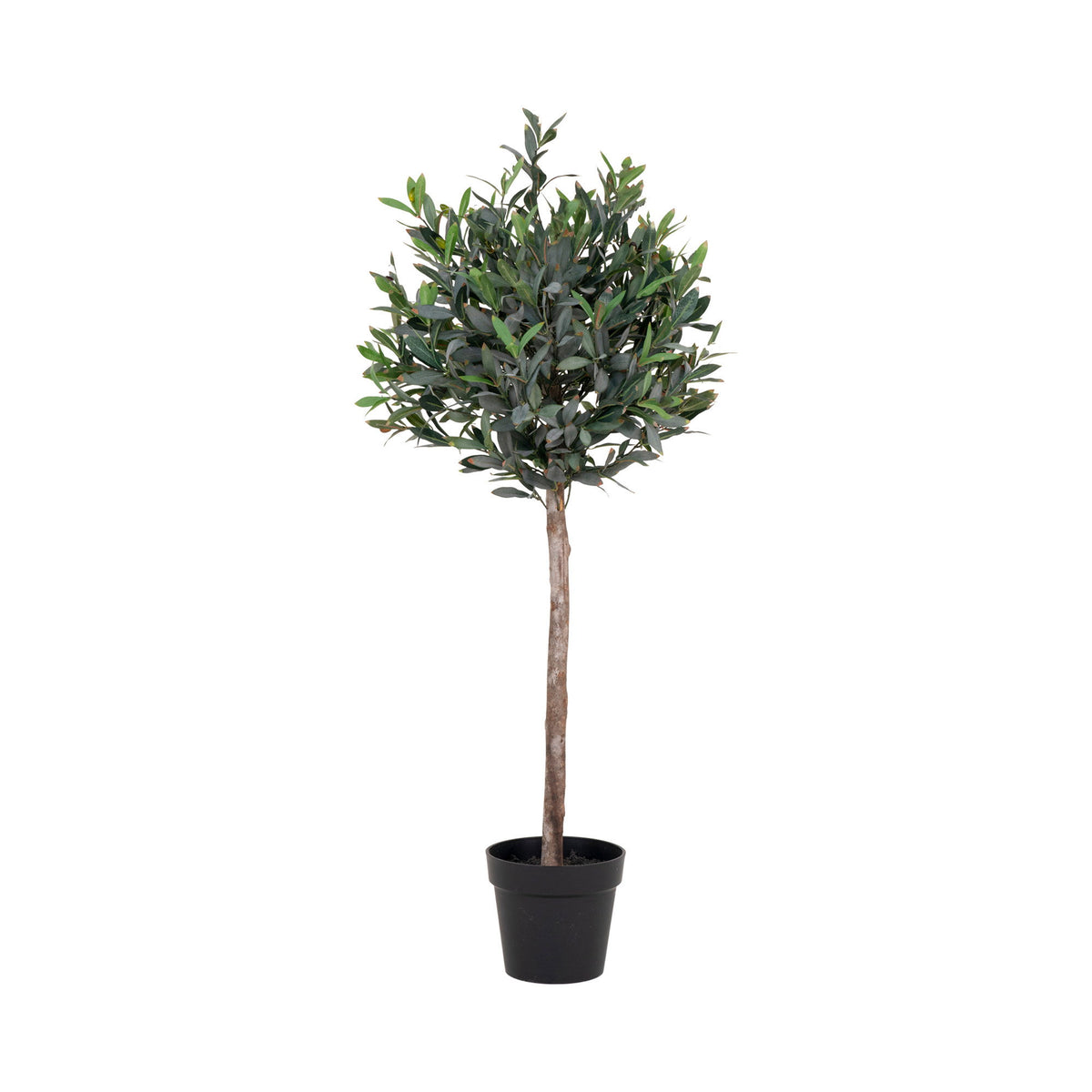 Olive Tree — Green