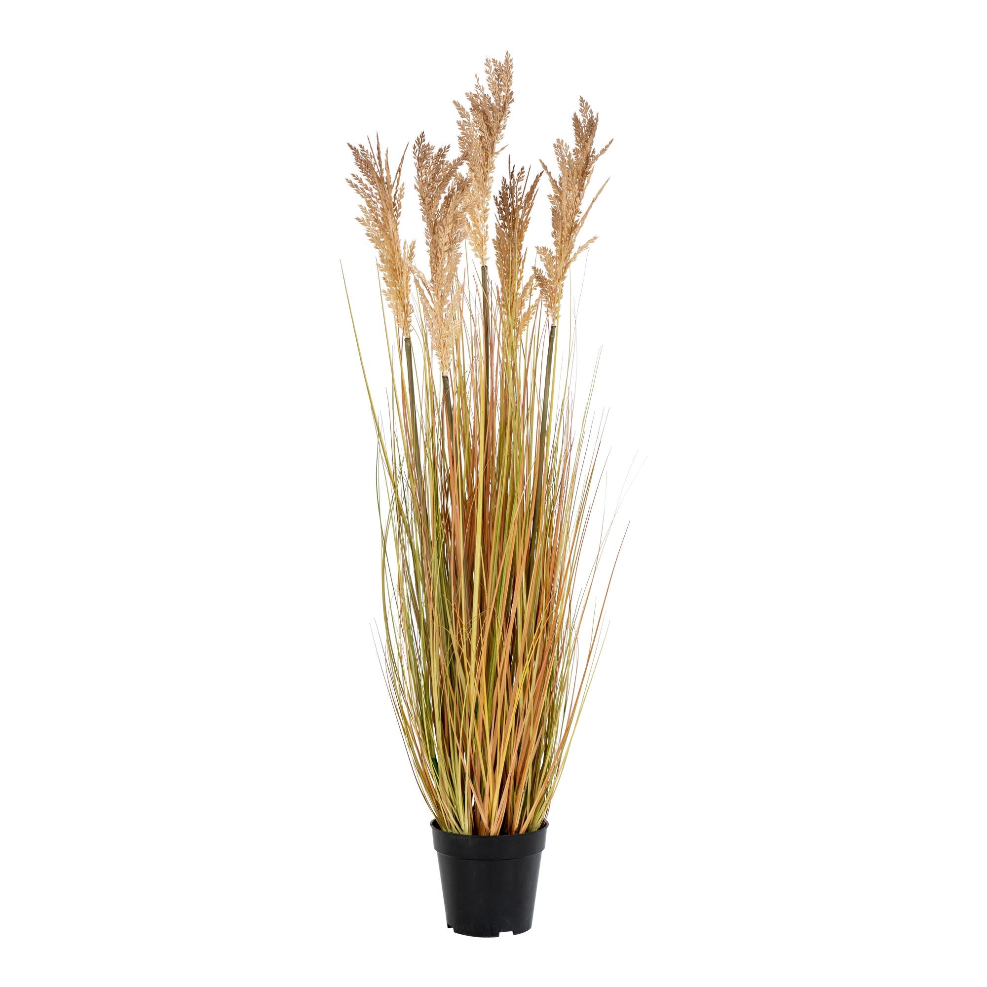 Sorghum Grass — Natural