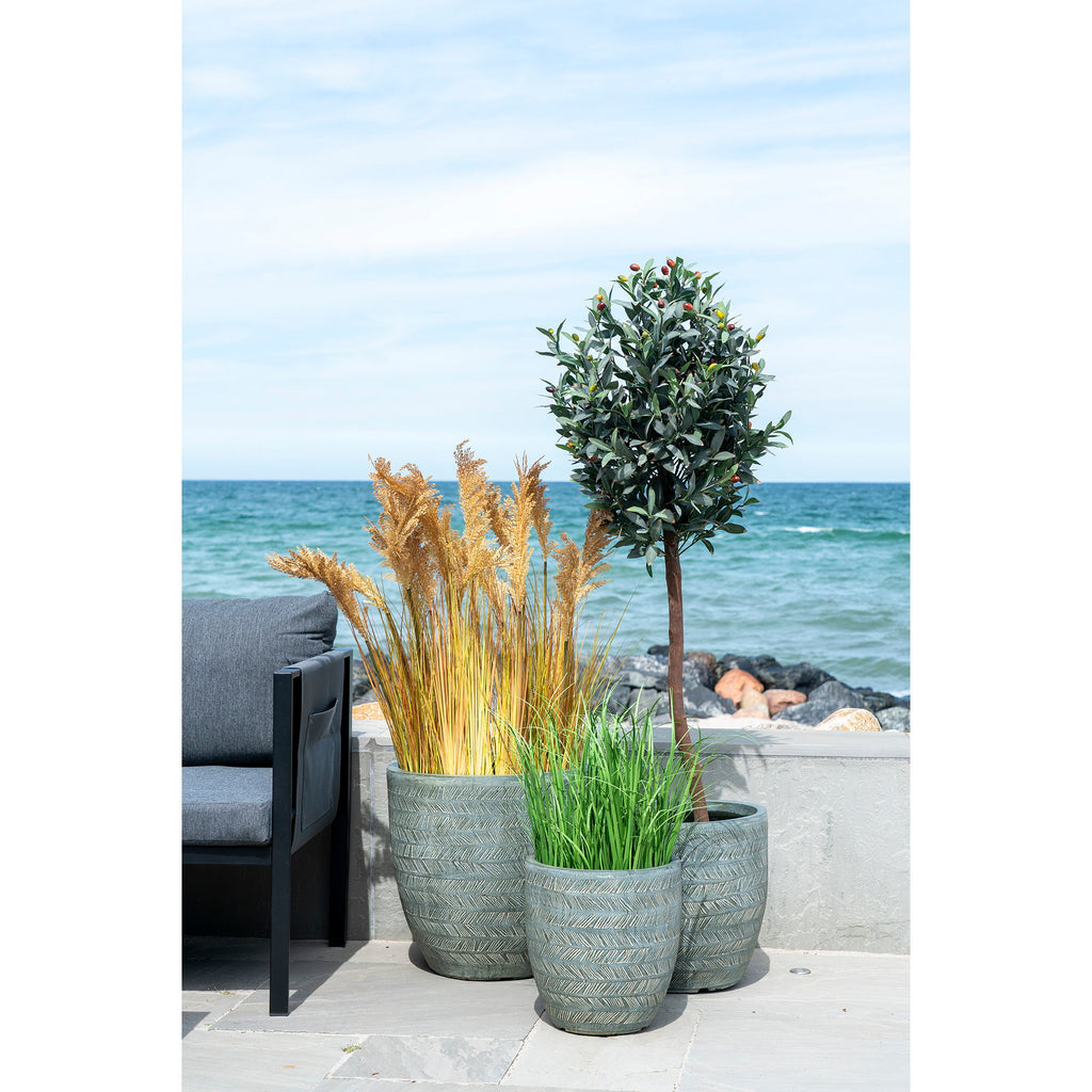 Poa Grass — Green