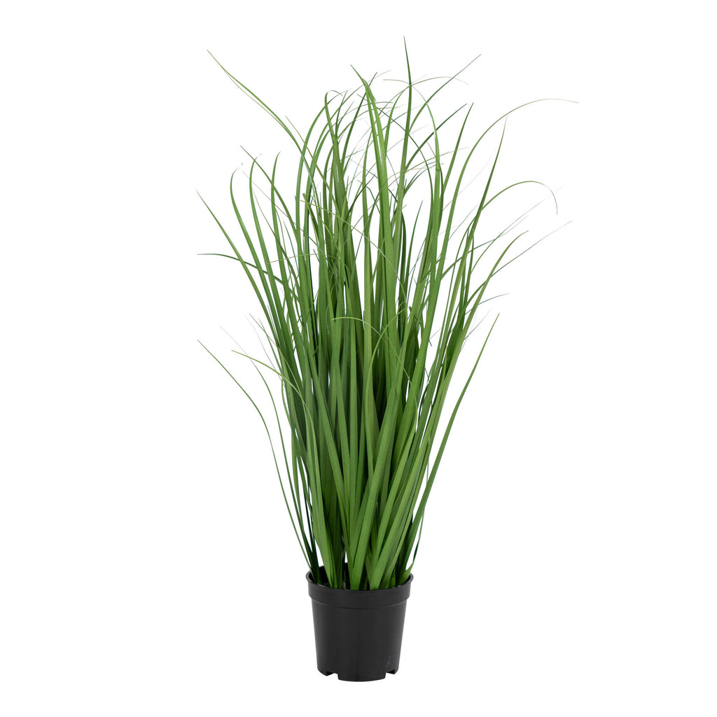 Poa Grass — Green