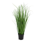 Poa Grass — Green