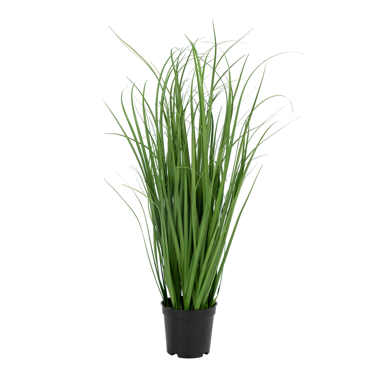 Poa Grass — Green
