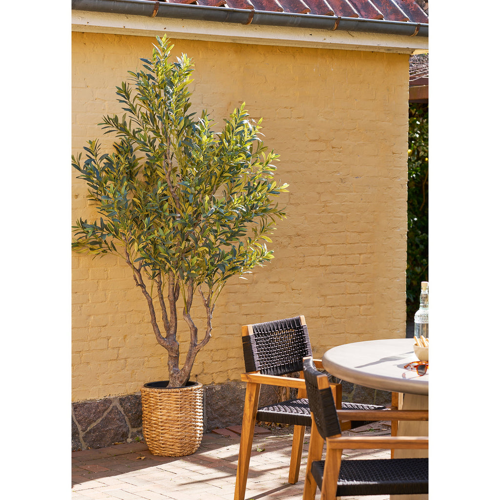 Olive Tree — Green