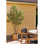Olive Tree — Green